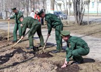 Сирень Победы