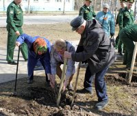 Сирень Победы