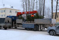 Расти, ёлочка, в нашем городе!